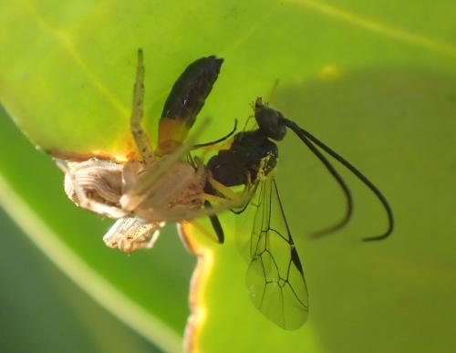 Réf. 278 419 : Campopleginae inconnu